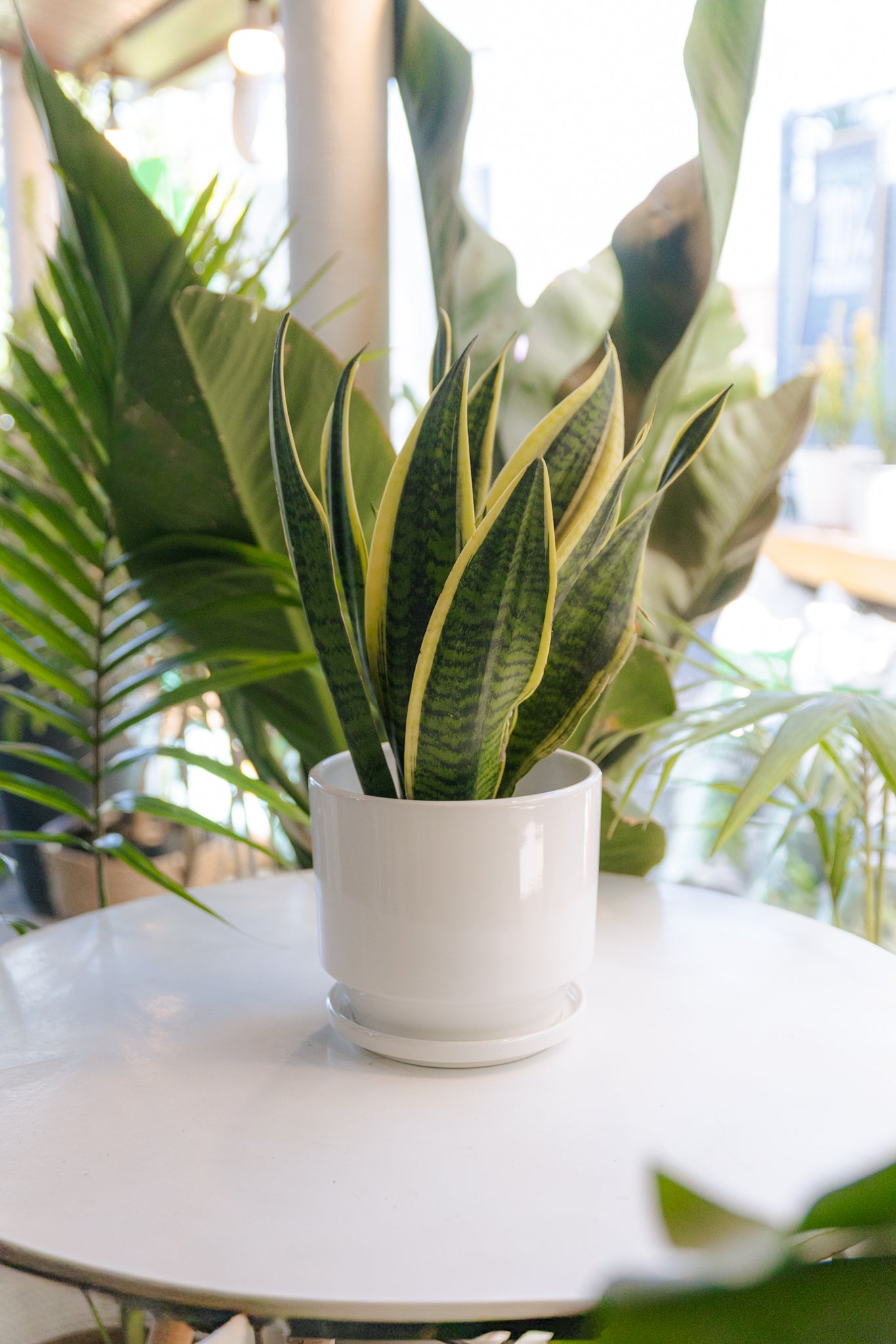 Sansevieria Laurentii - Imagen 3