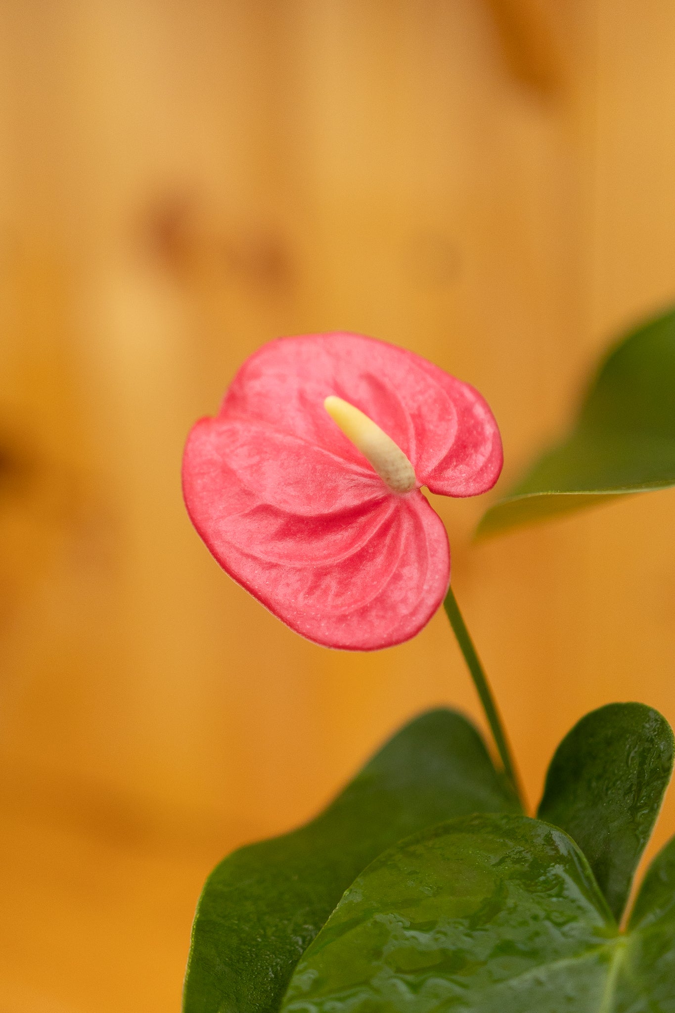 Anturio con flor (Anthurium Andreanum) - Imagen 13