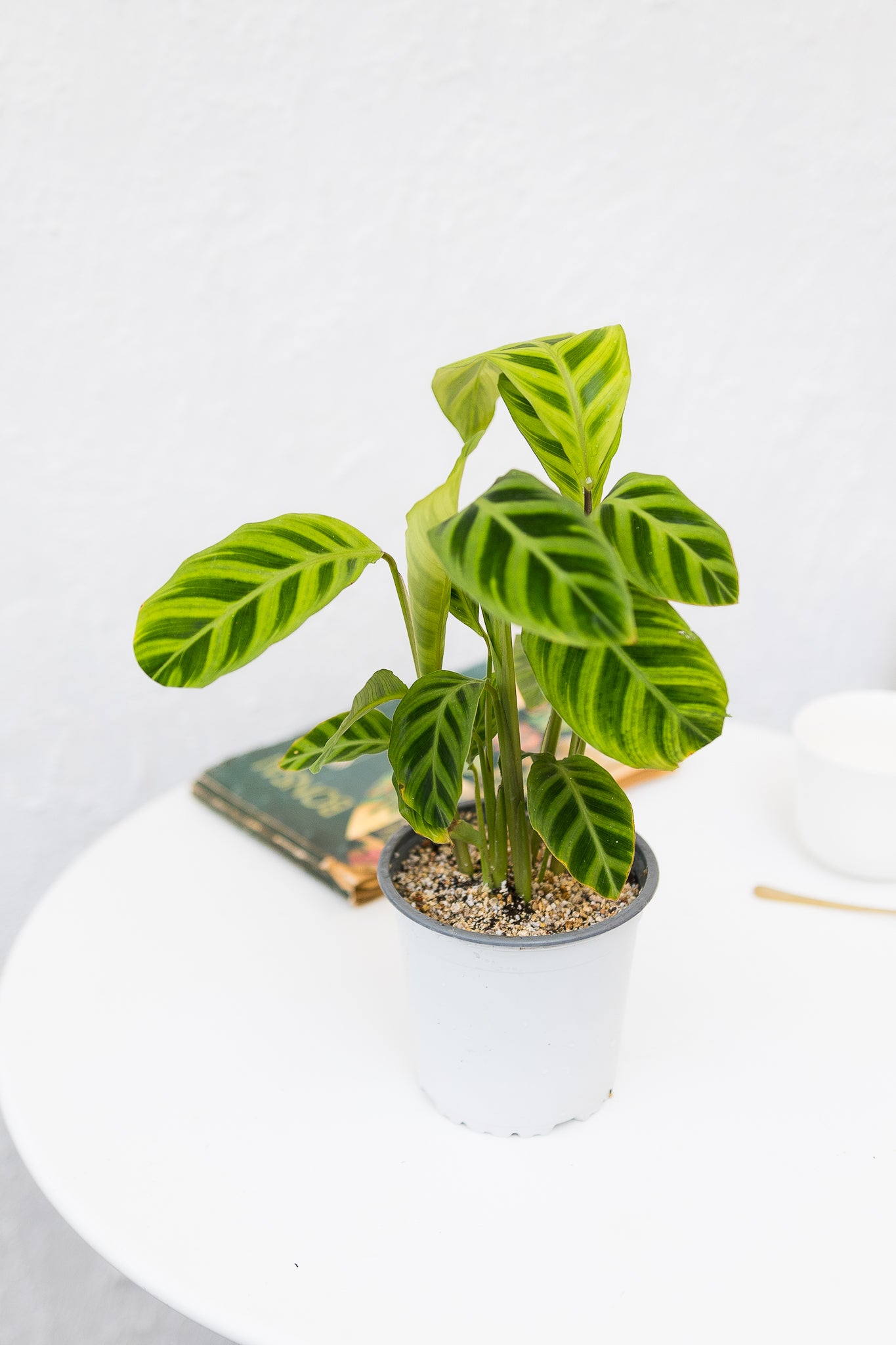 Calathea Zebrina - Imagen 8