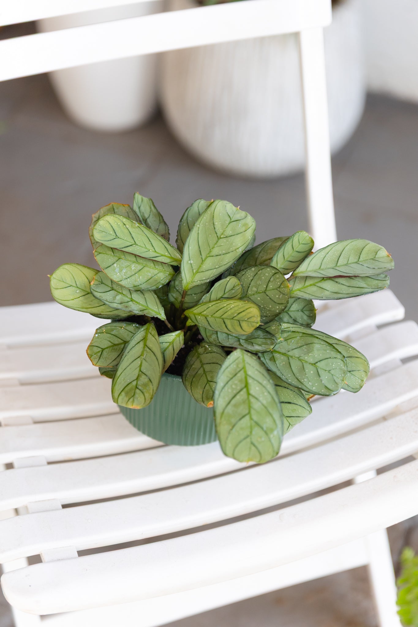Calathea Amagris - Imagen 2