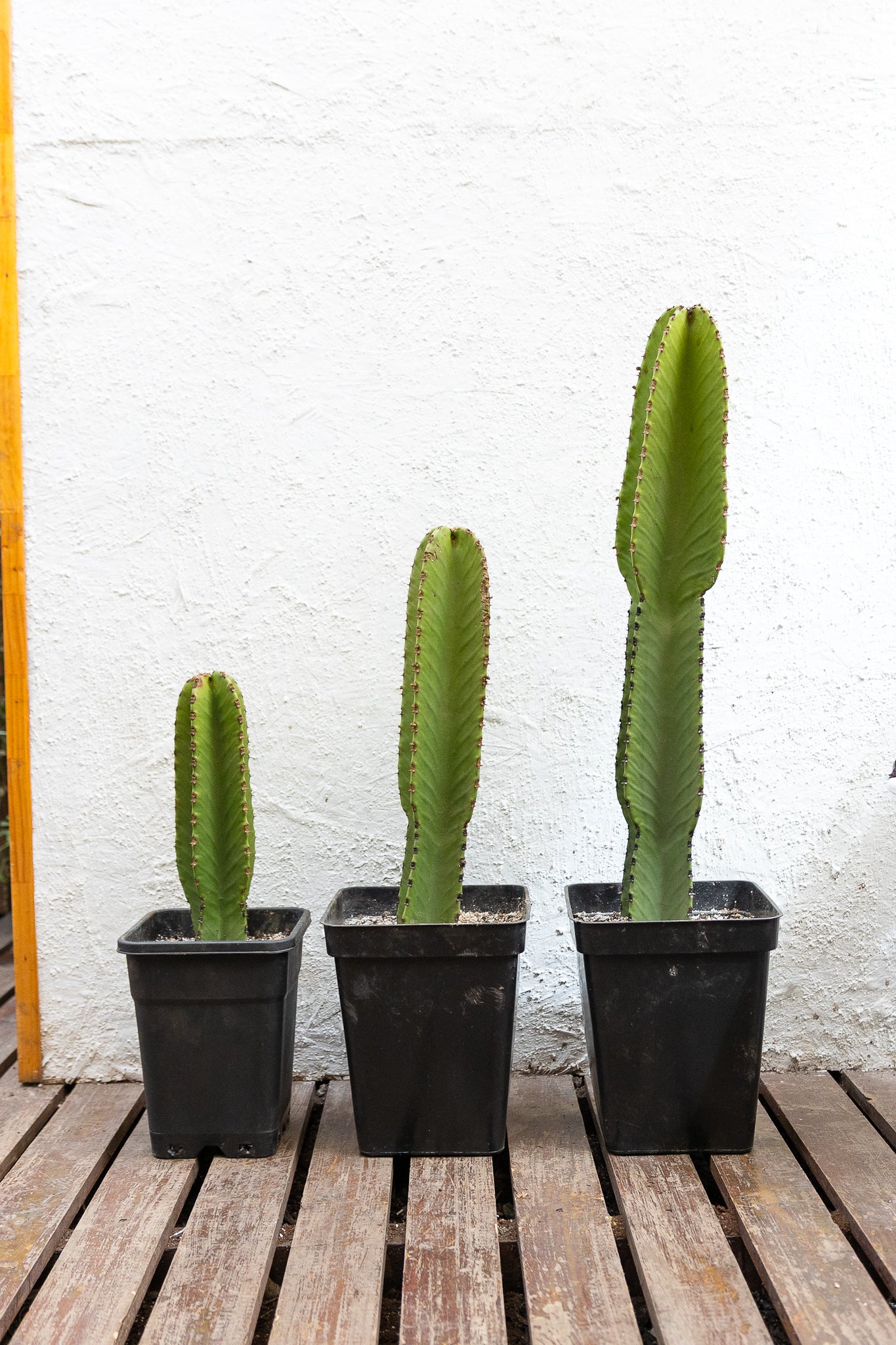 Cactus Euphorbia - Imagen 2
