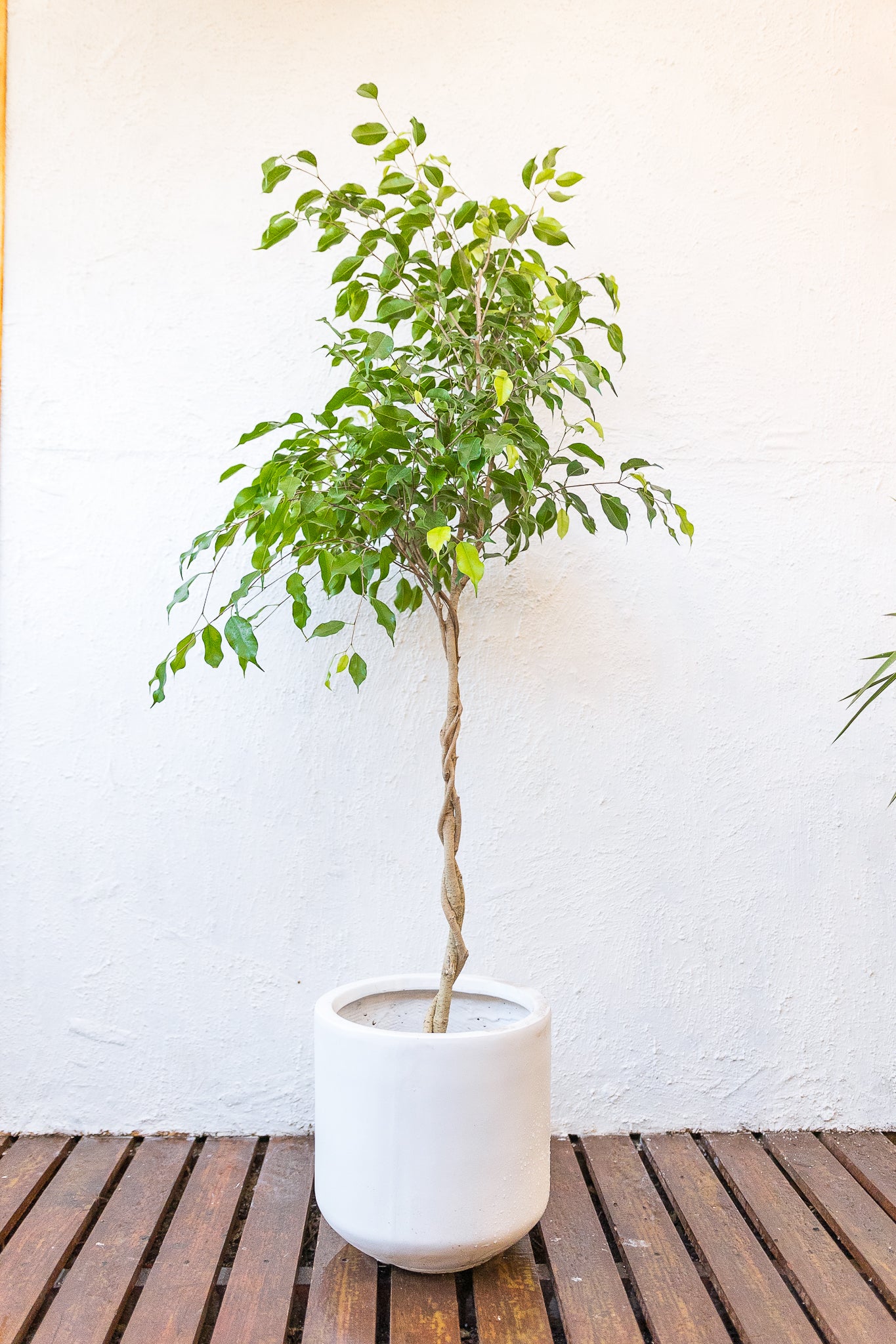 Ficus Trenzado - Imagen 2
