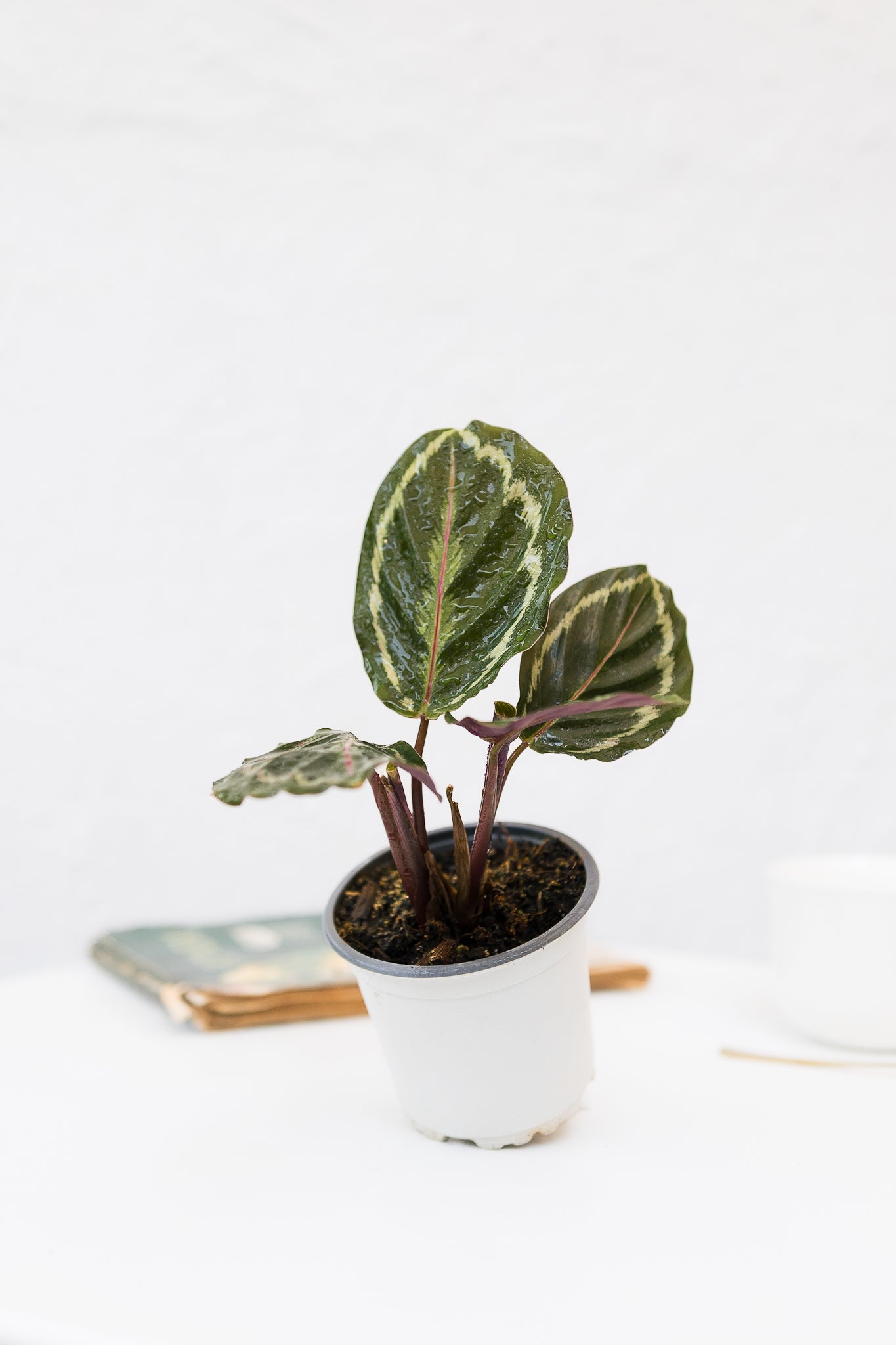 Calathea Medallion - Imagen 5