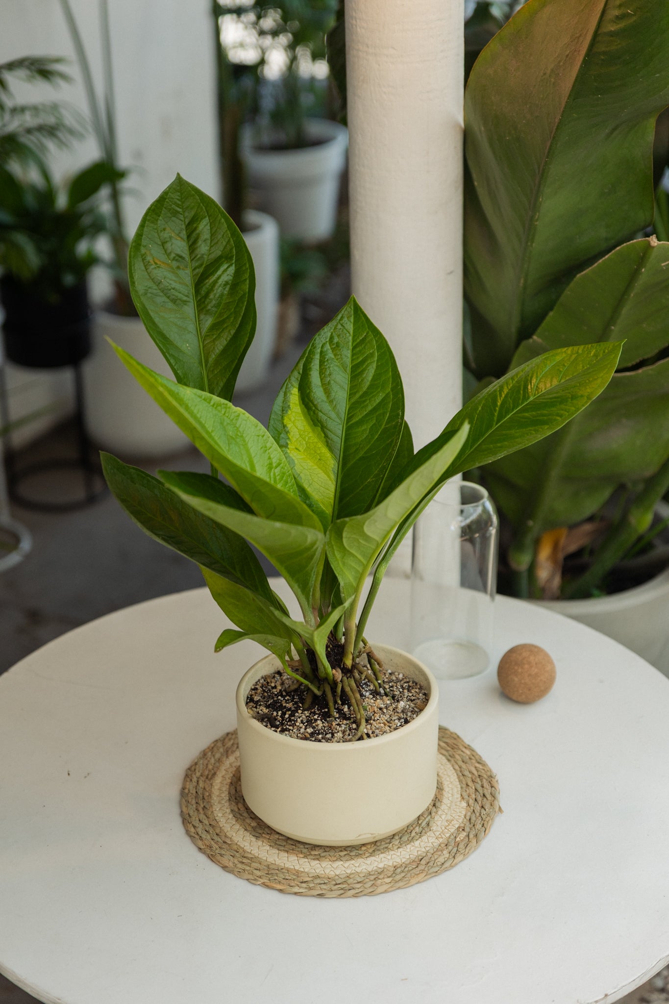 Anturio Jenmanii Variegado - Imagen 2
