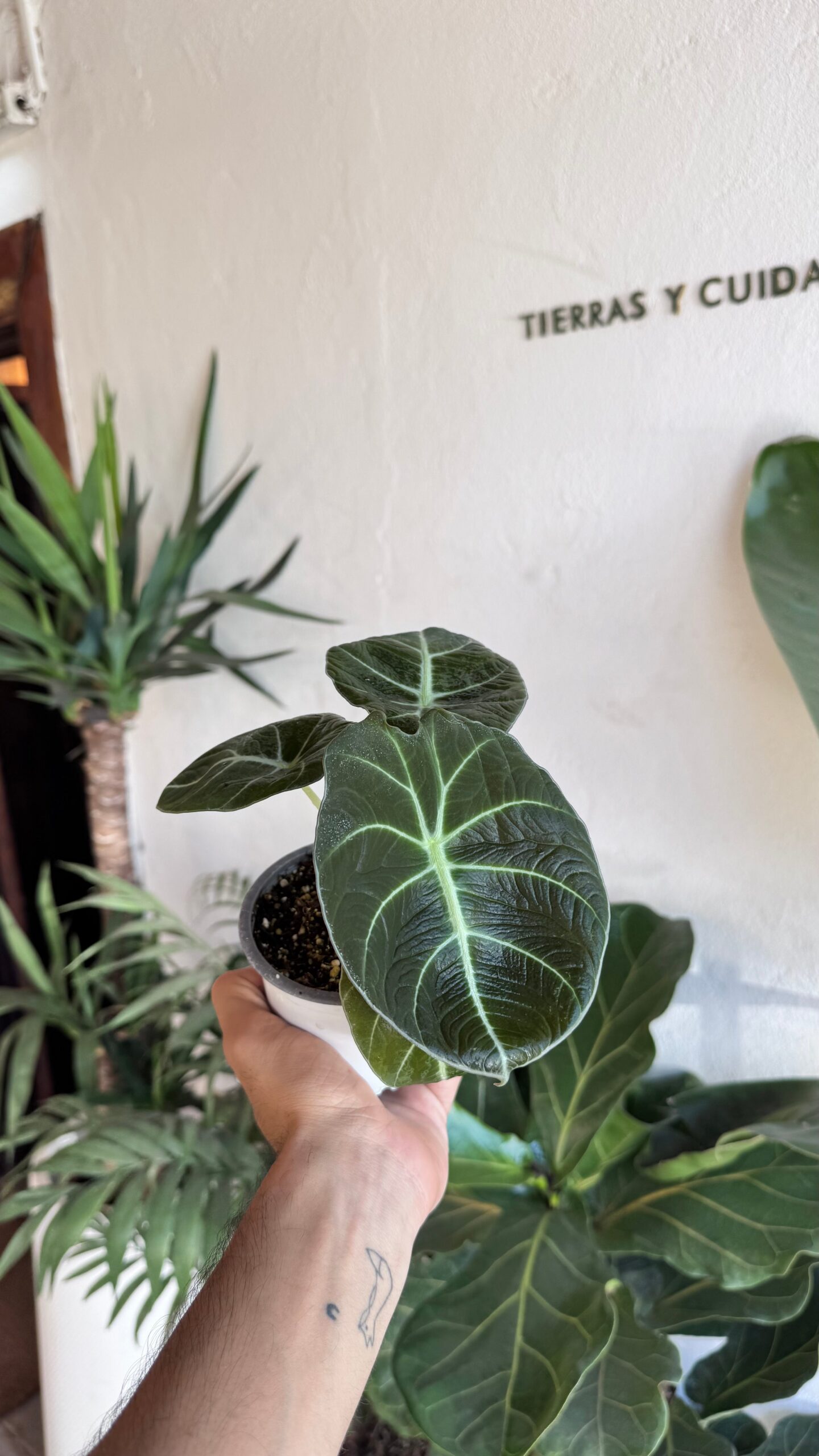 Alocasia Black Velvet - Imagen 3