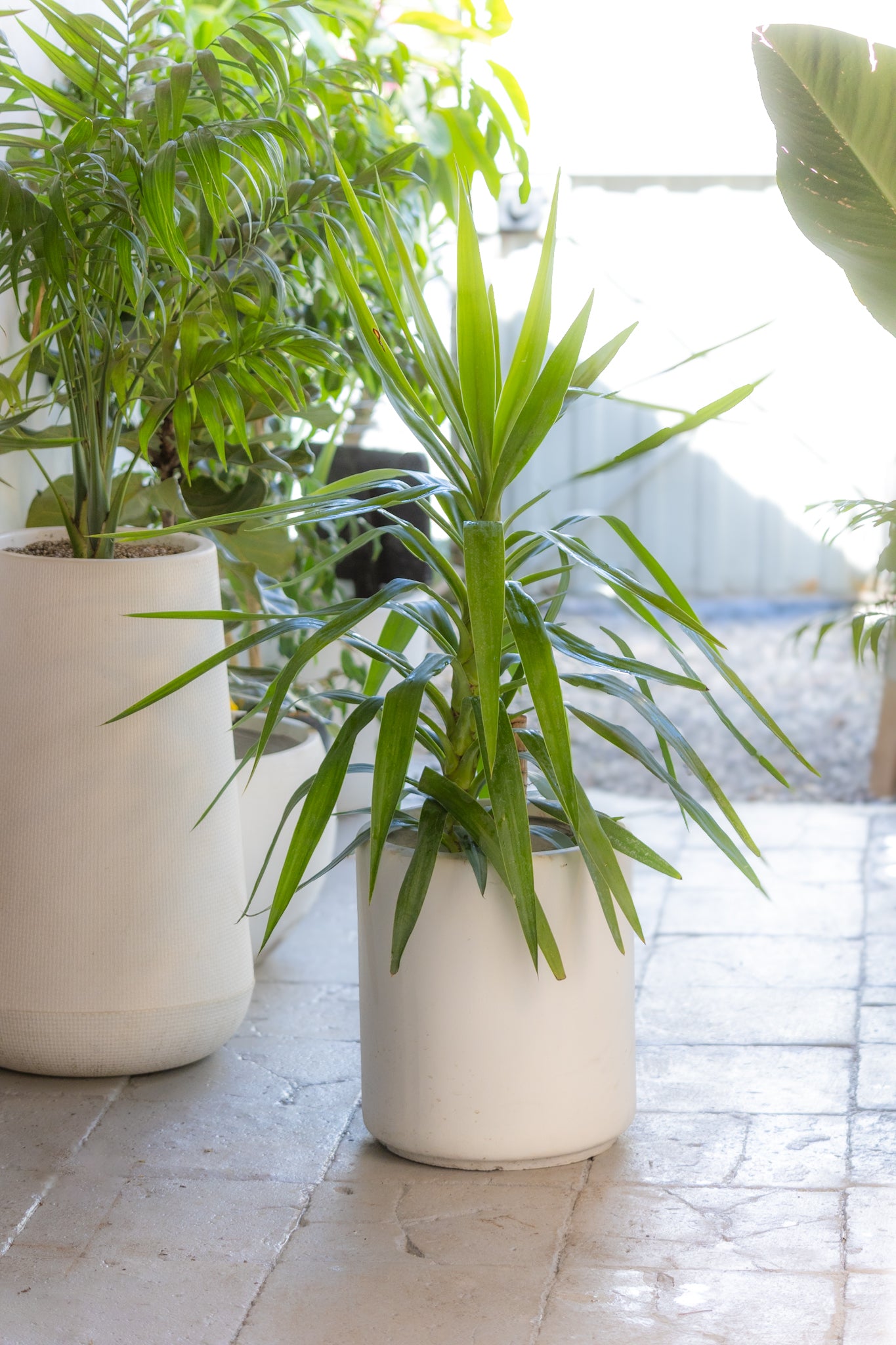 Yuca de Exterior - Imagen 4