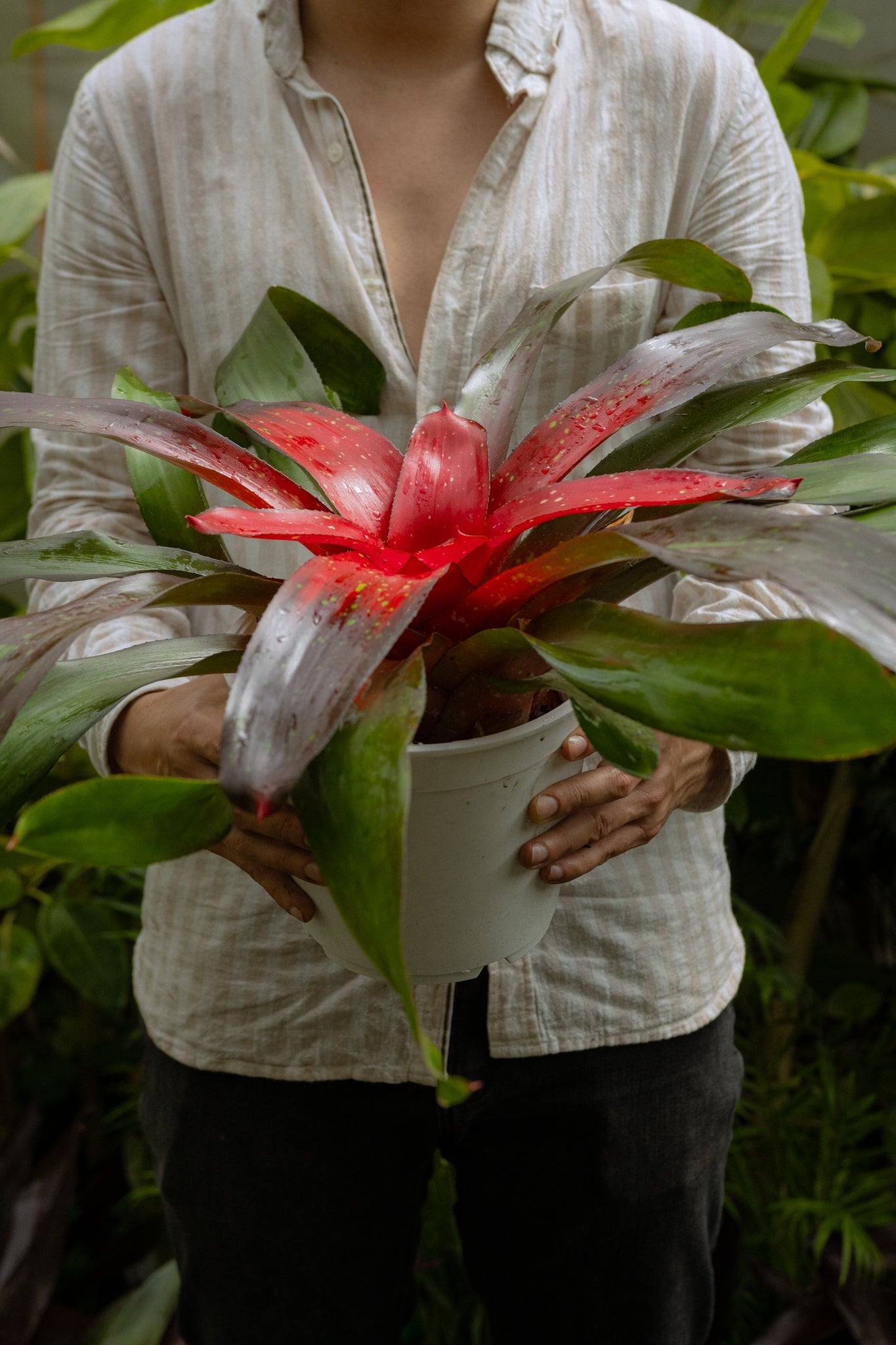 Bromelia - Imagen 18
