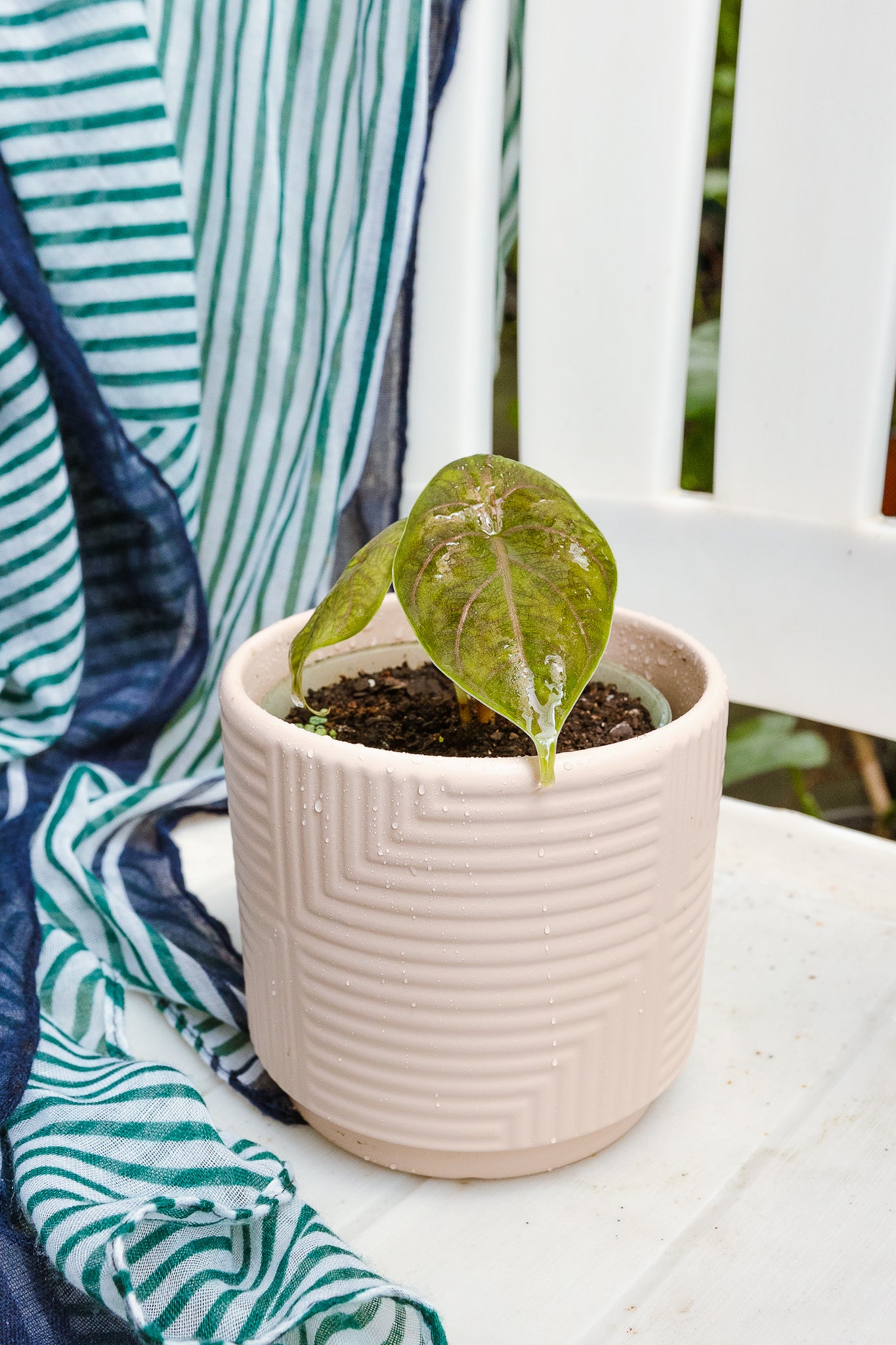 Alocasia Azlanii - Imagen 2
