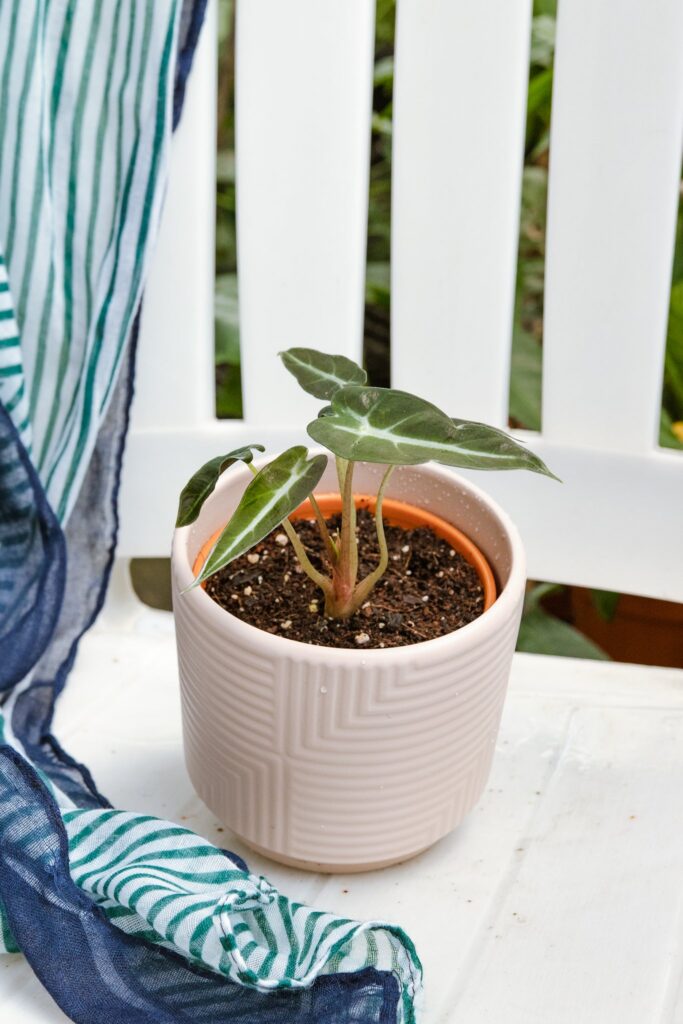 Alocasia Sanderiana