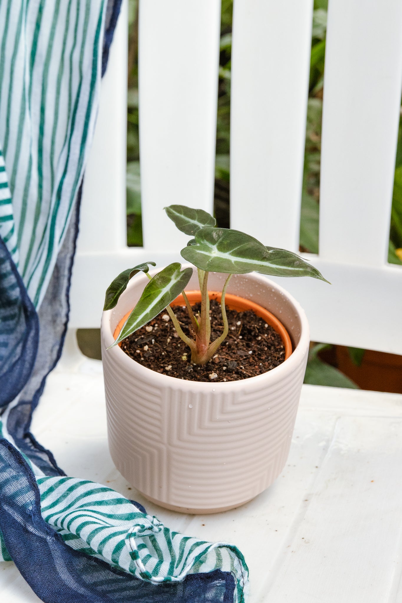 Alocasia Sanderiana