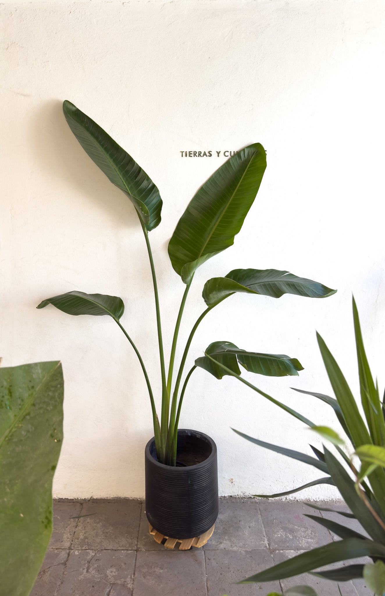 Strelitzia Nicolai - Imagen 4