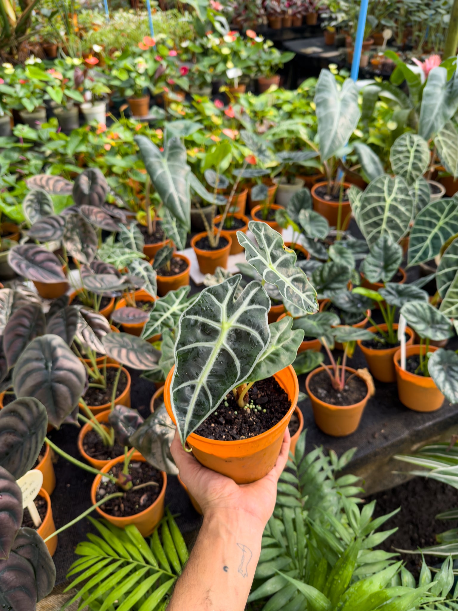 Alocasia Amazonica - Imagen 3