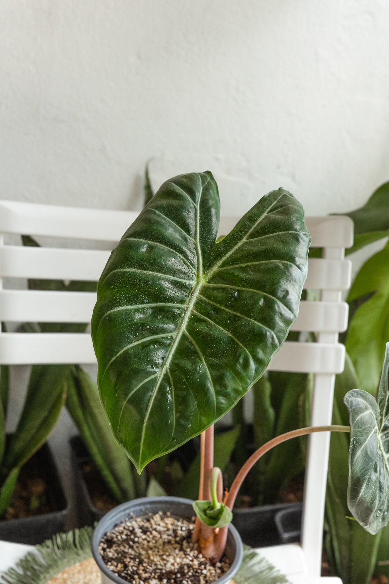 Alocasia Pink Dragón - Imagen 2