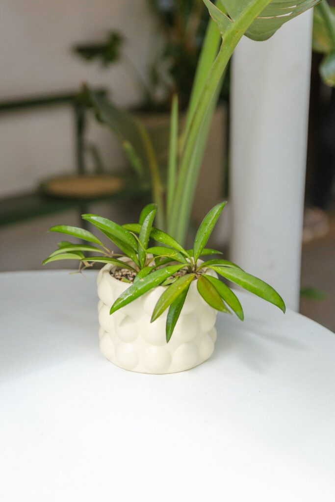 Hoya Wayetii Clepia