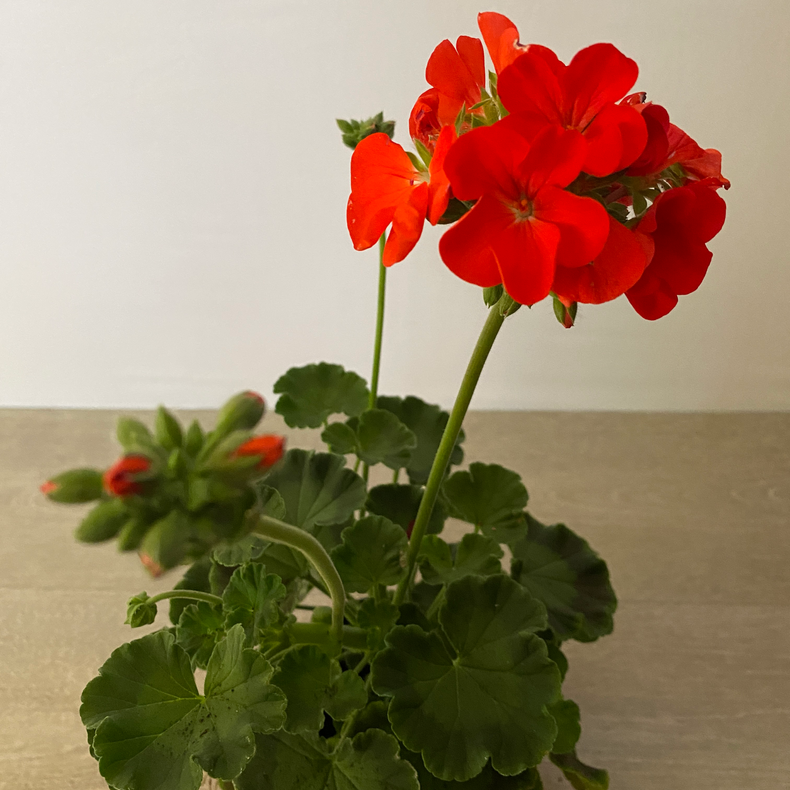Cardenal - Imagen 5