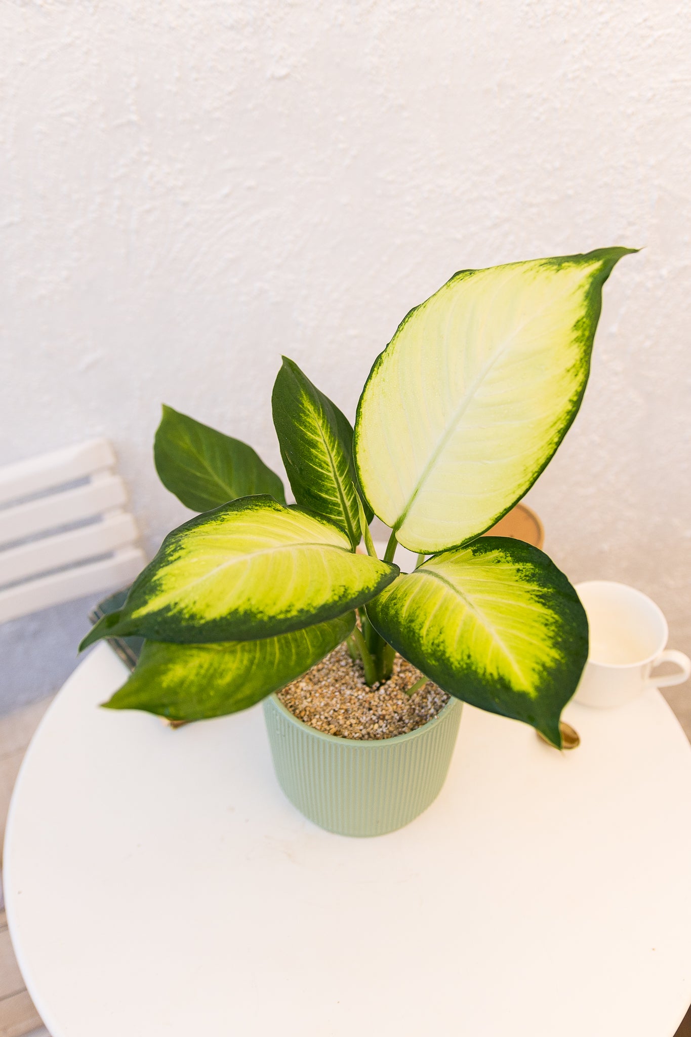 Dieffenbachia Amoena - Imagen 3