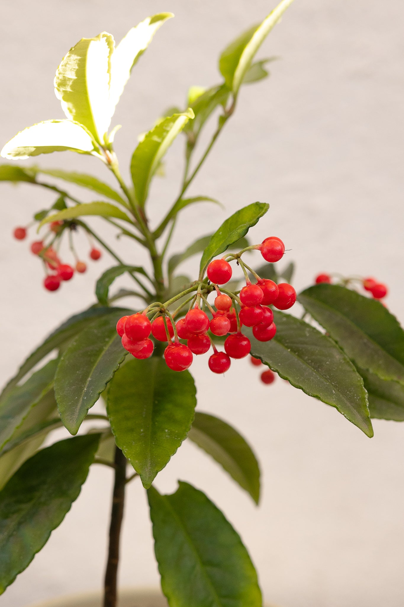 Ardisia Christmas Berry - Imagen 3