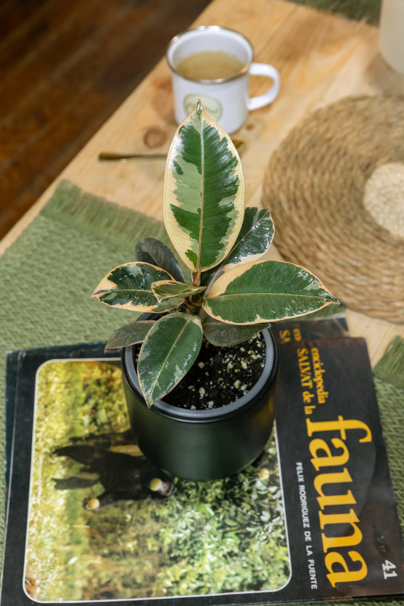 Ficus Tineke Gomero - Imagen 2