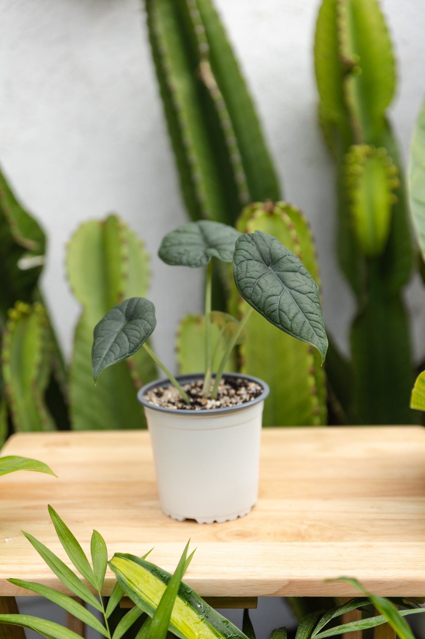 Alocasia Melo - Imagen 2