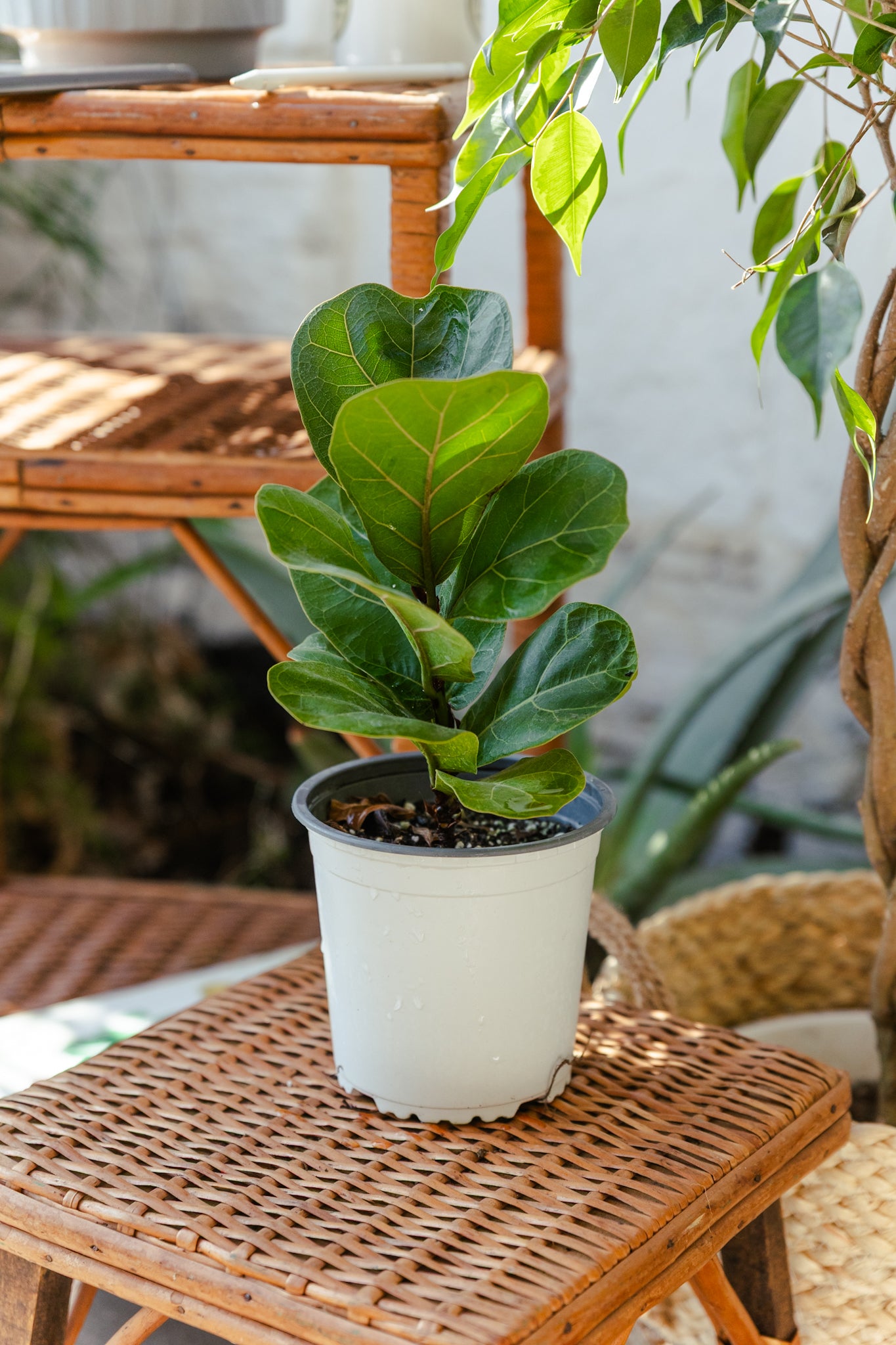 Ficus Lyrata Bambino - Imagen 2