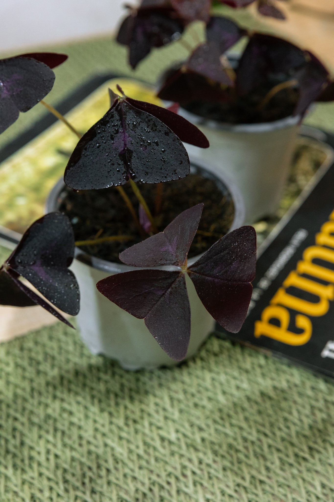 Oxalis Triangularis Trébol Africano - Imagen 3