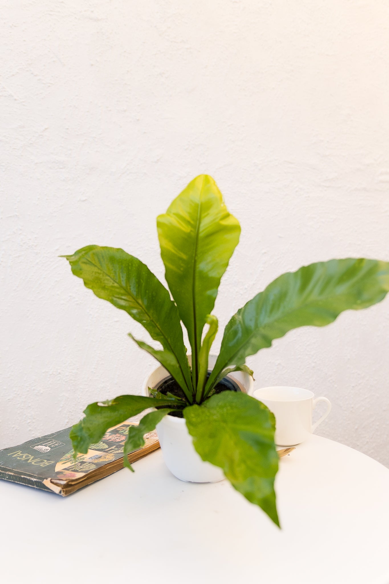 Helecho Asplenium - Imagen 3