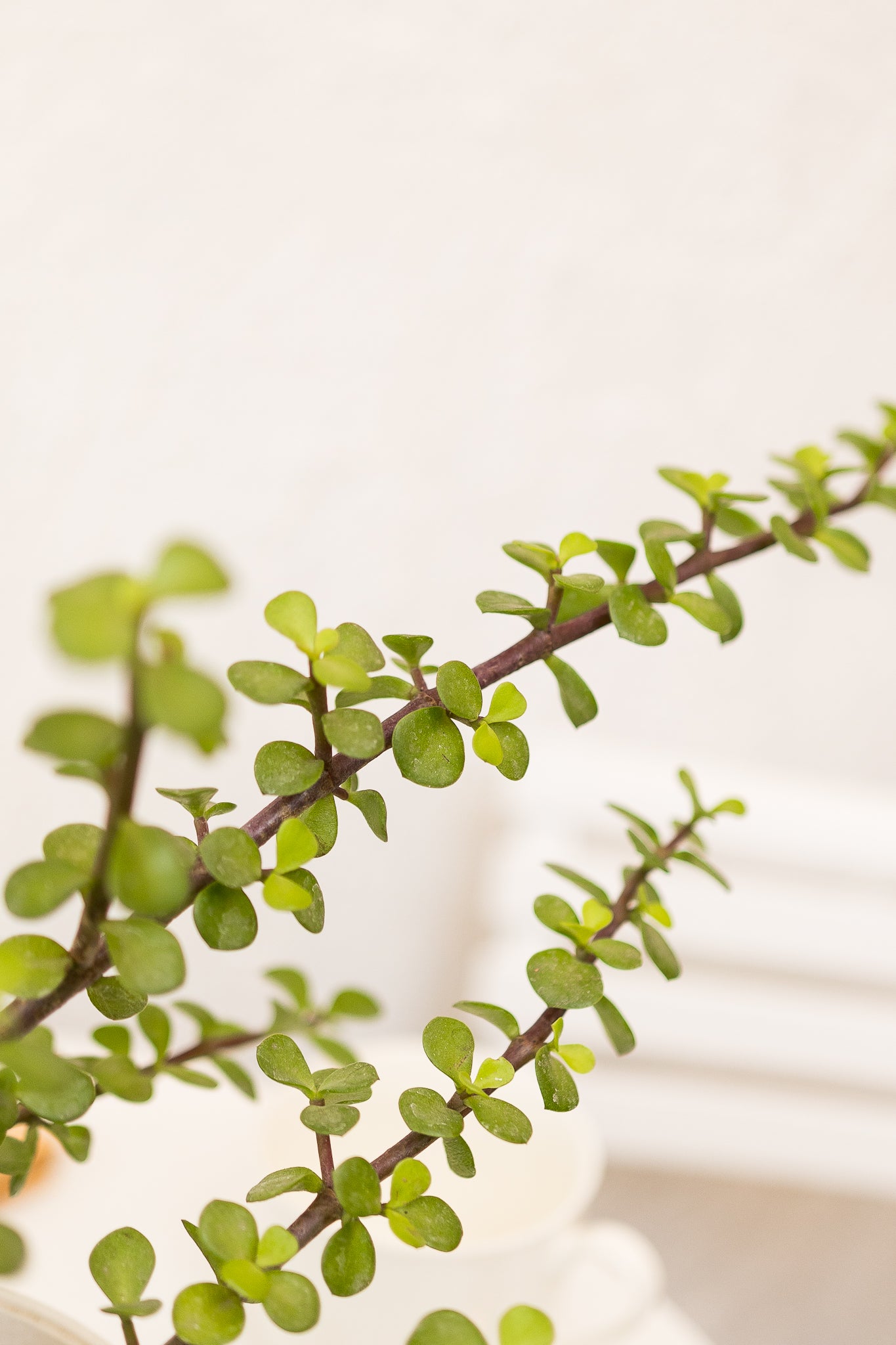 Árbol de Jade - Imagen 3