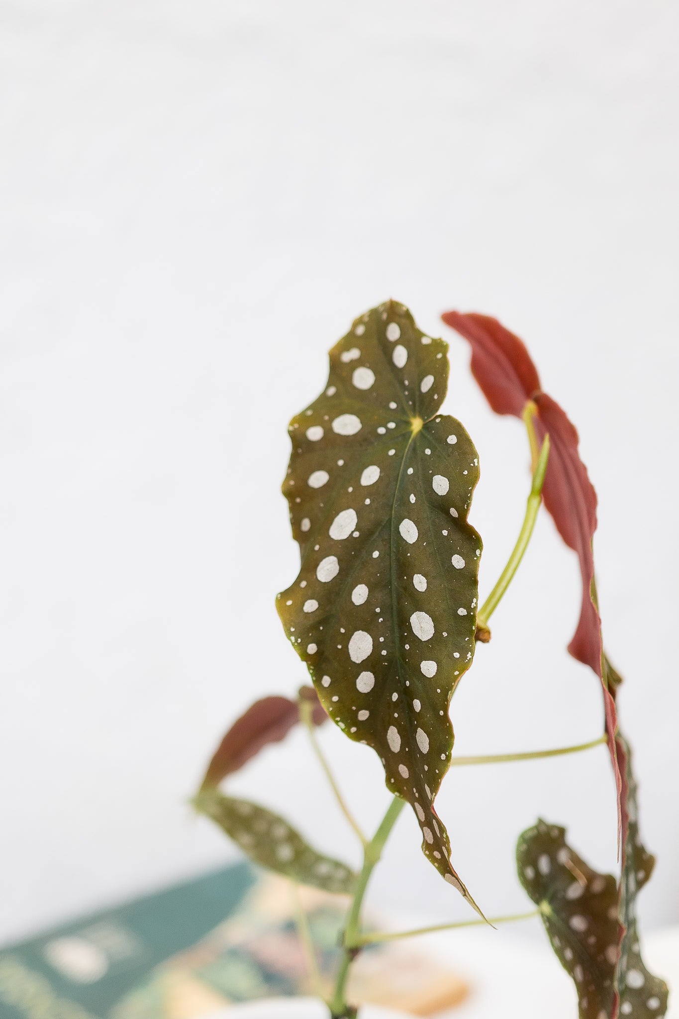 Begonia Maculata - Imagen 2