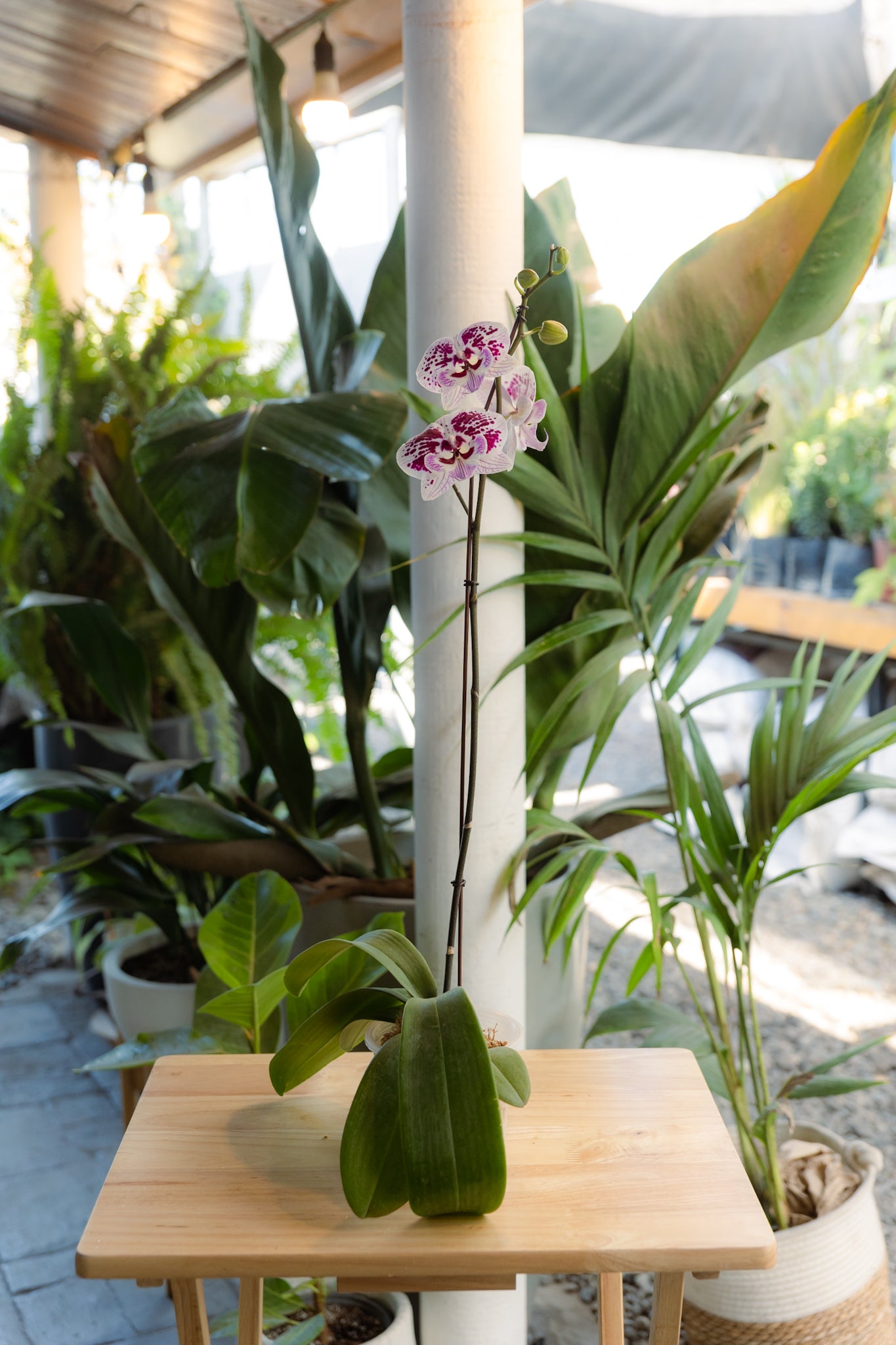 Orquídea - Imagen 2