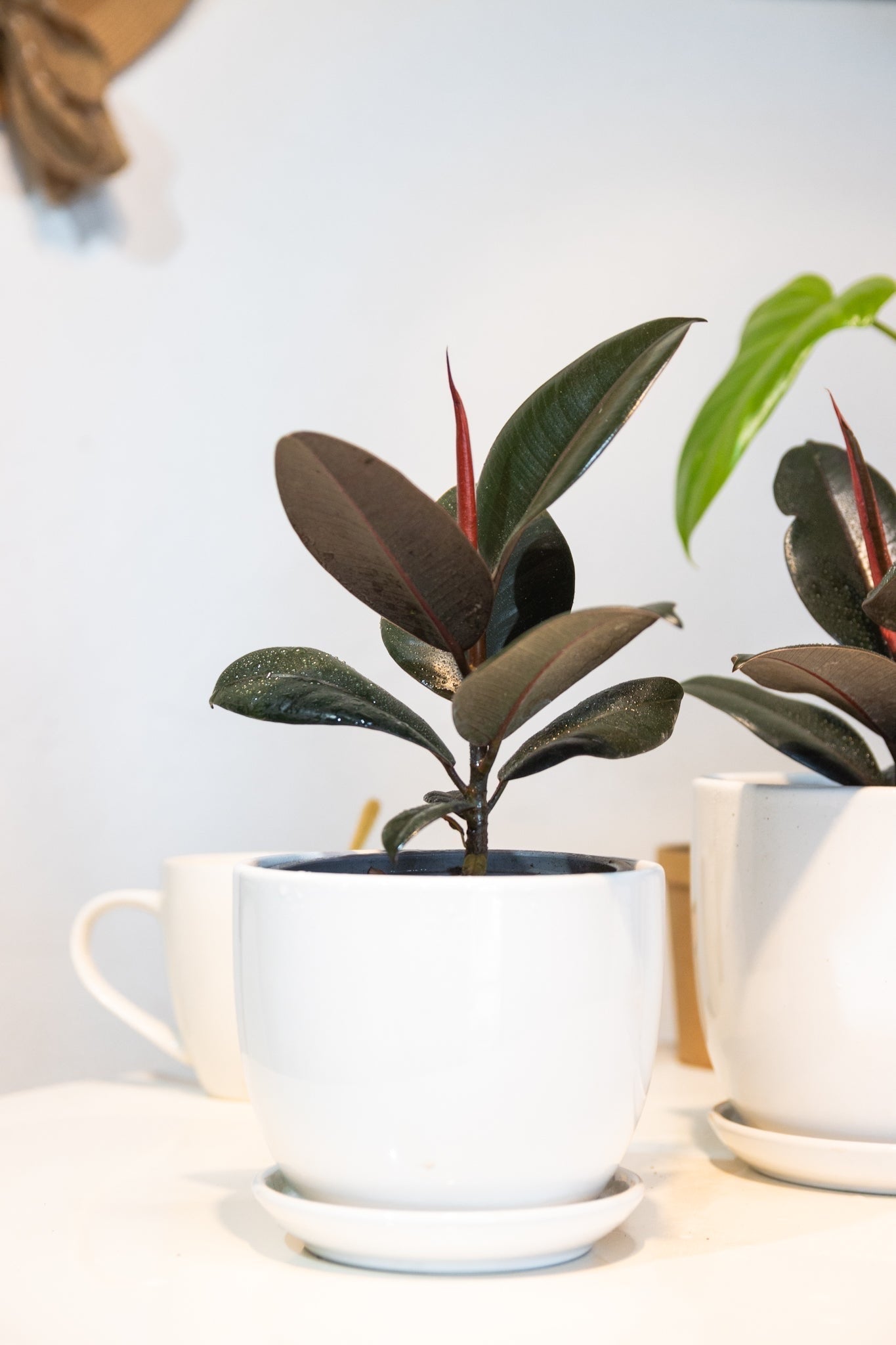 Ficus Burgundy Gomero - Imagen 3