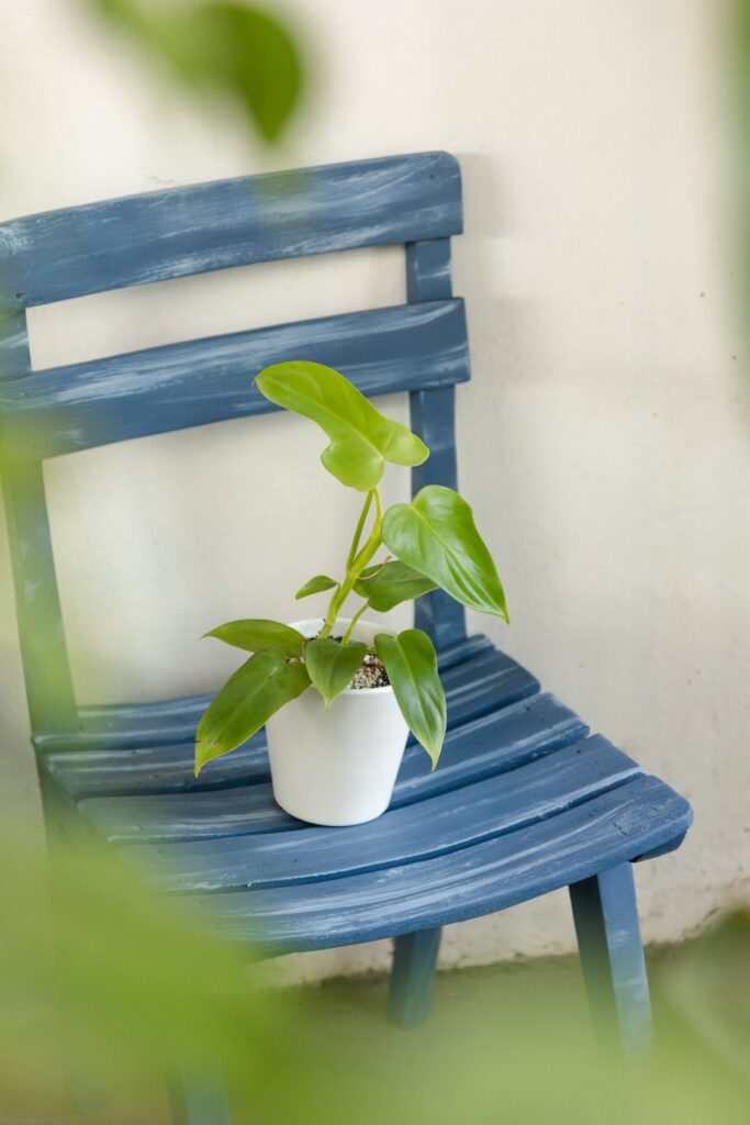 Filodendro Lemon Panduriforme