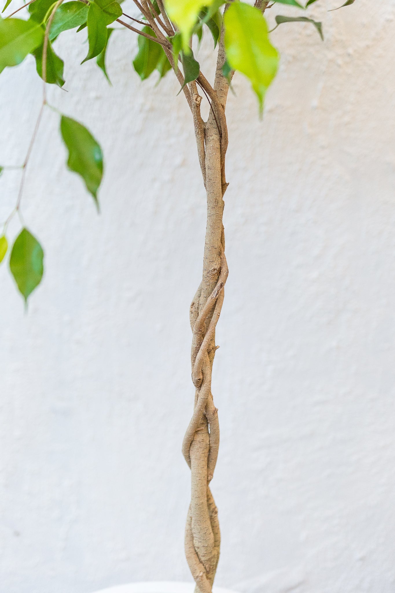 Ficus Trenzado - Imagen 4