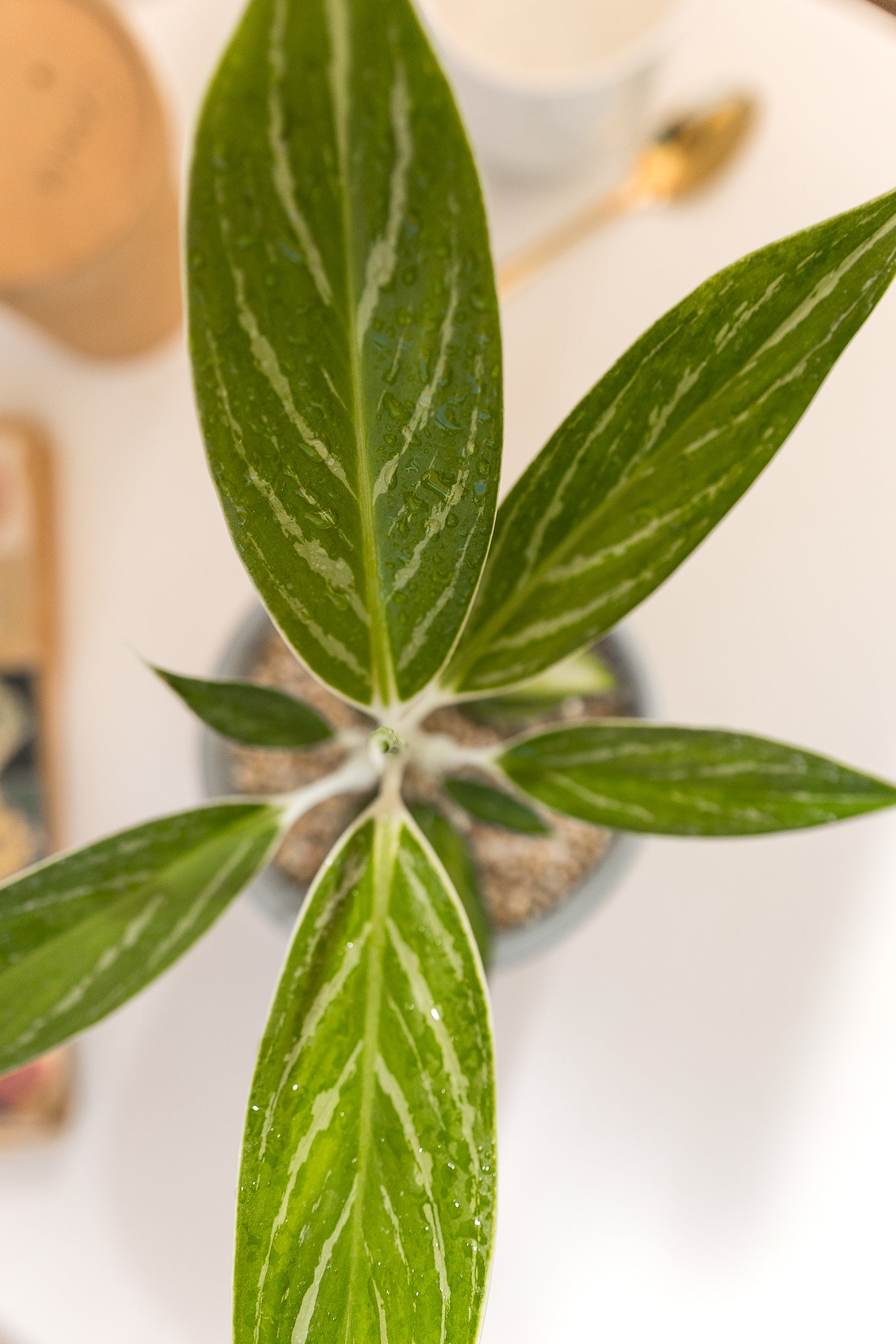 Aglaonema Snow White - Imagen 6