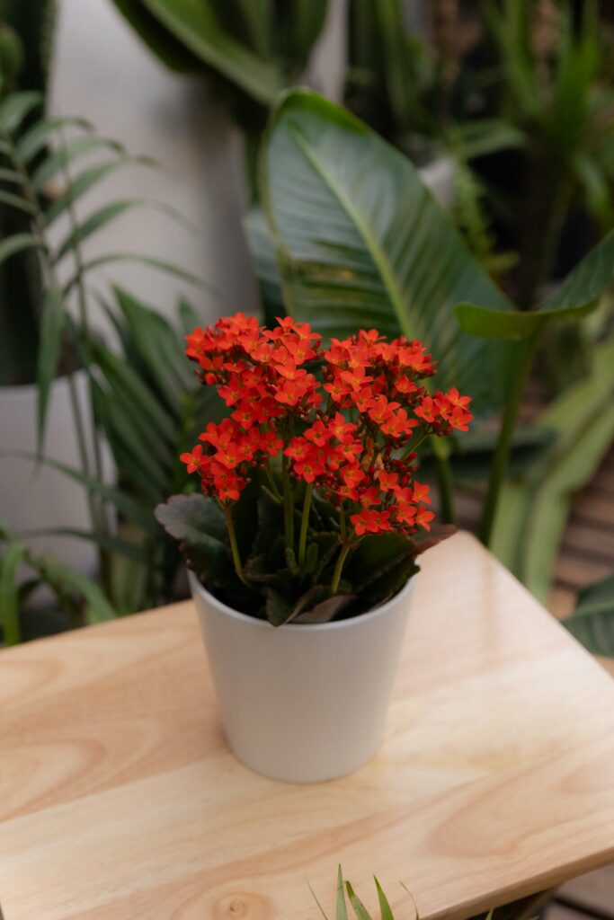 Kalanchoe blossfeldiana