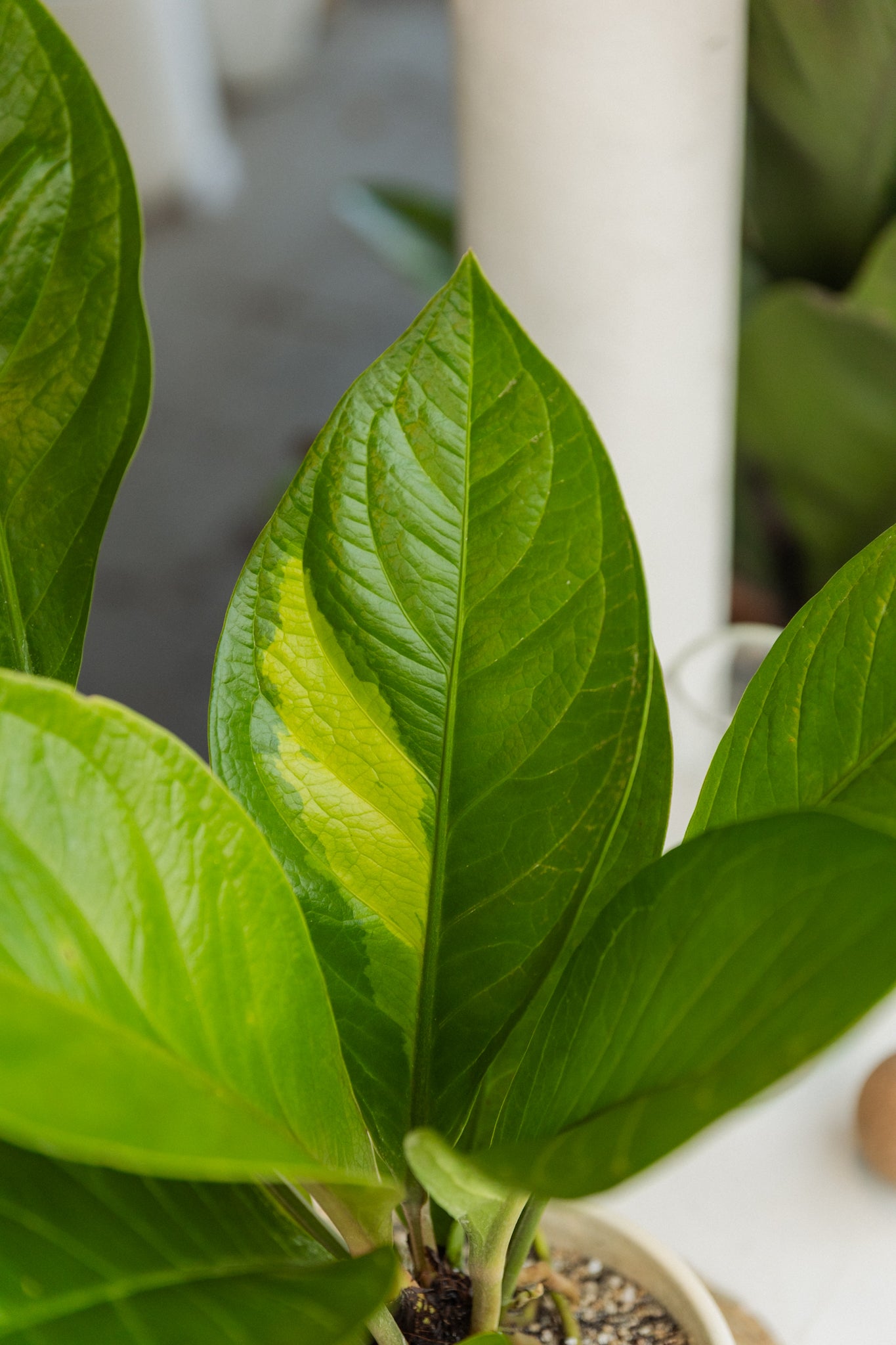Anturio Jenmanii Variegado - Imagen 3