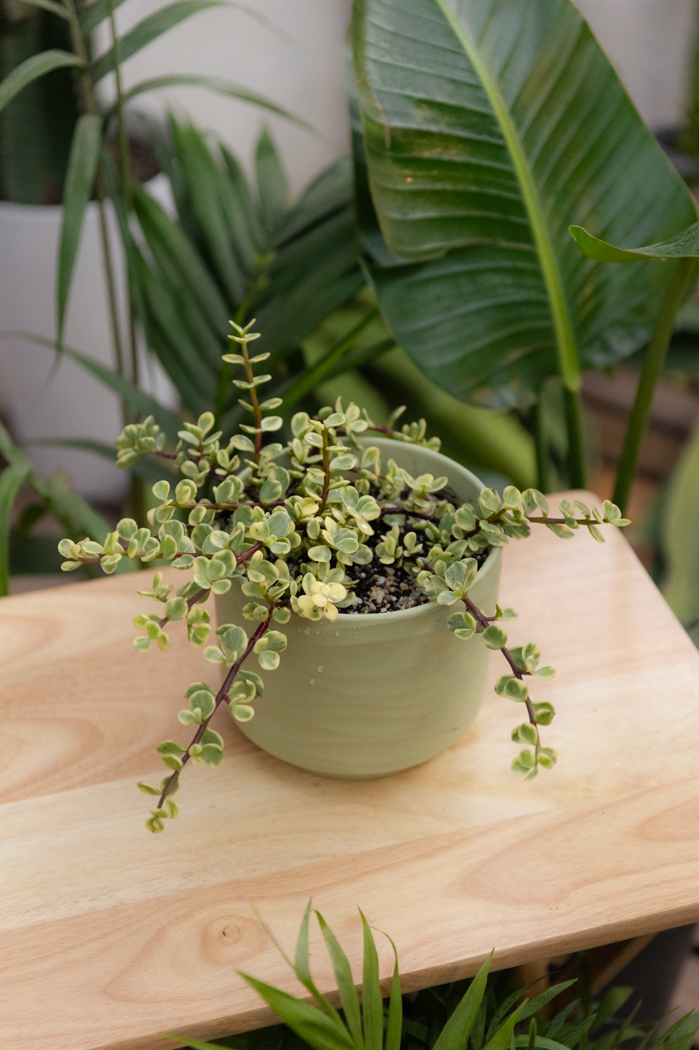 Jade Variegado