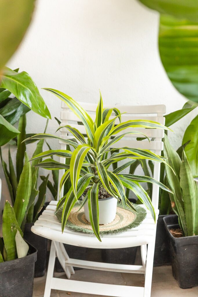 Dracena Lemon