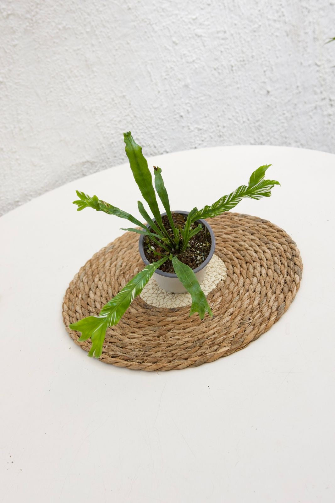 Asplenium Variegado - Imagen 3
