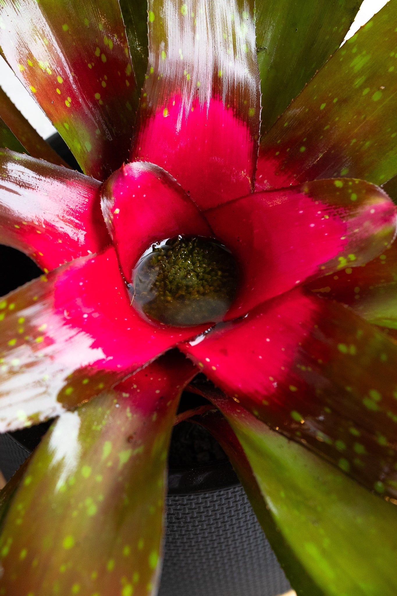 Bromelia - Imagen 7