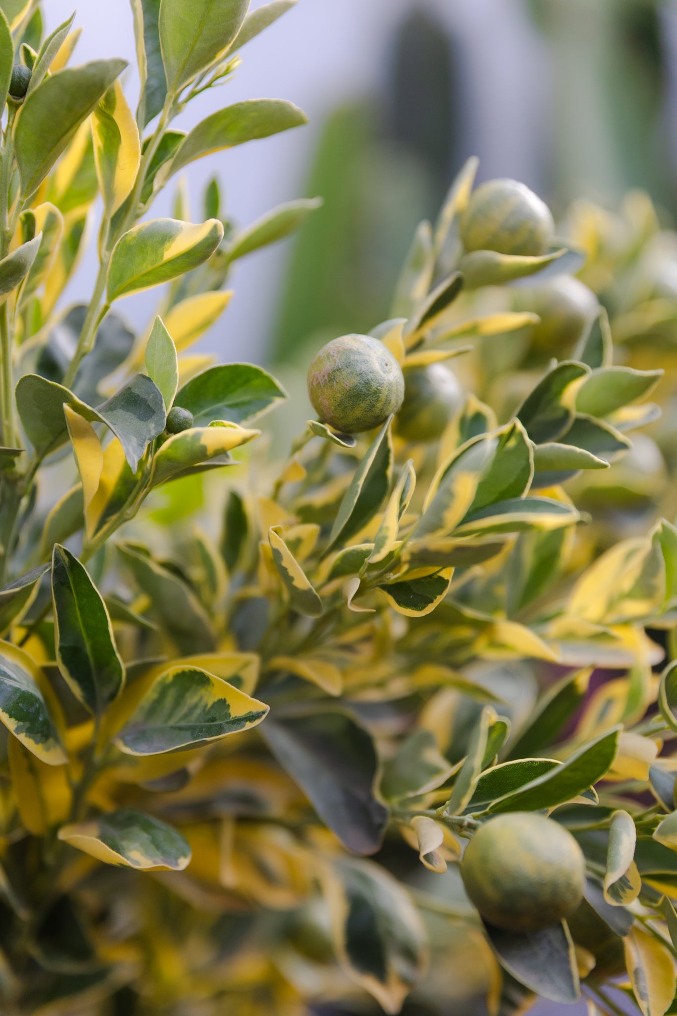 Mandarina Variegada - Imagen 2