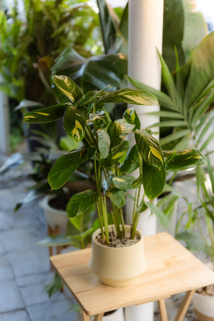 Maranta Lubbersiana