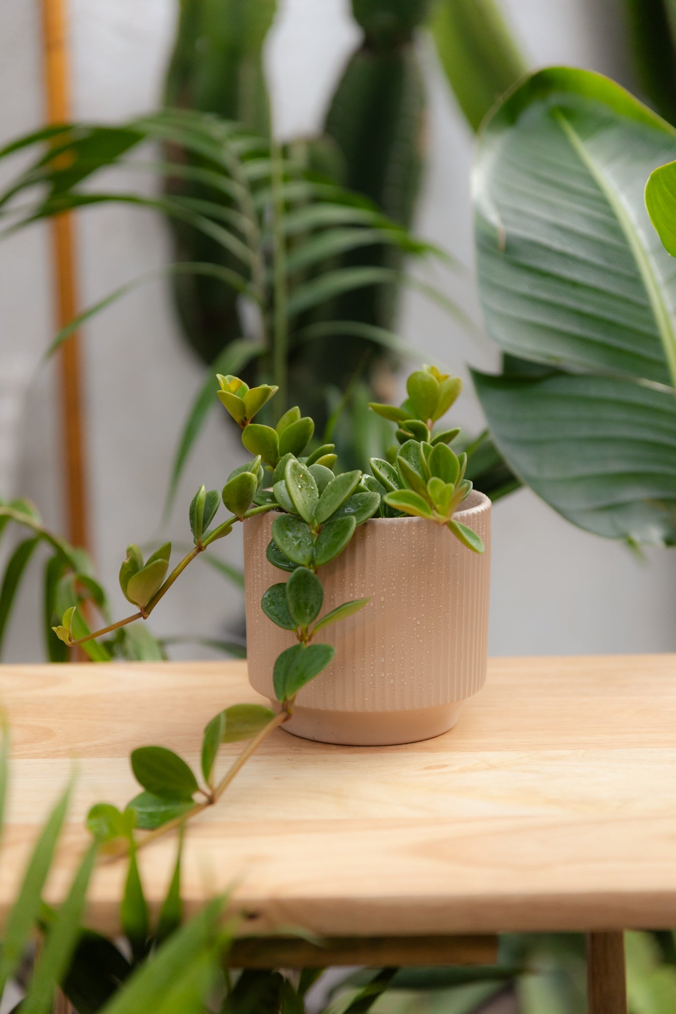 Peperomia Hope - Imagen 2