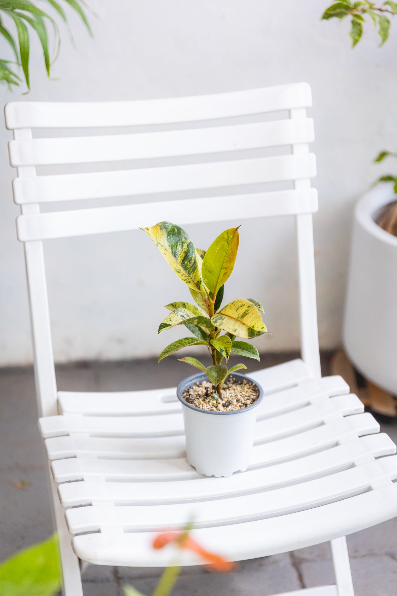 Ficus Shivereano - Imagen 3