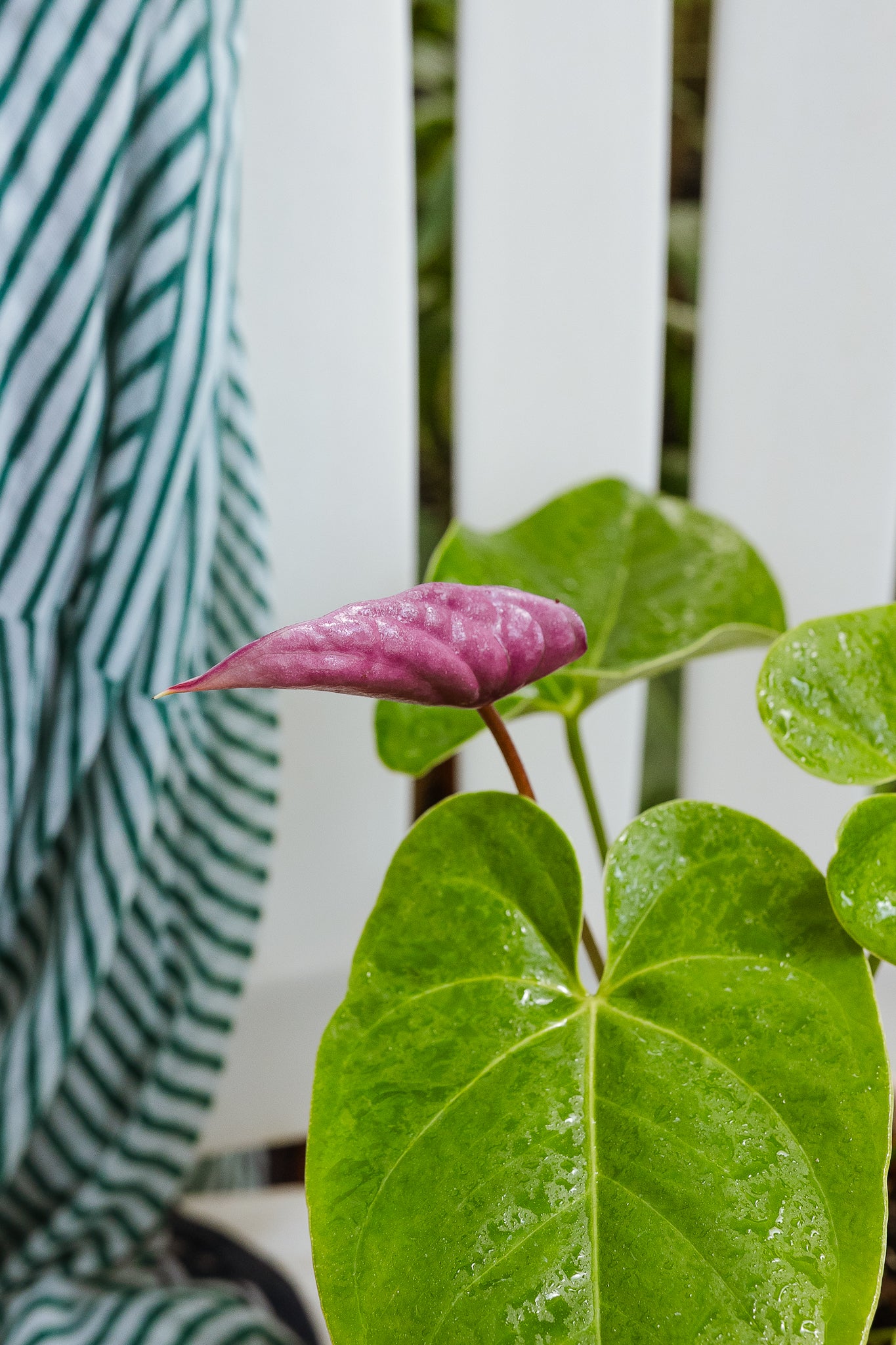 Anturio con flor (Anthurium Andreanum) - Imagen 4