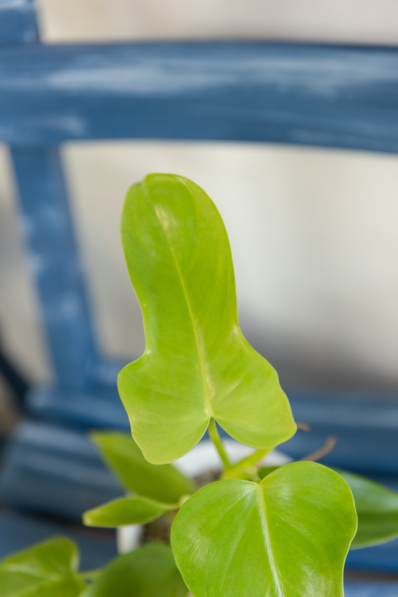 Filodendro Lemon Panduriforme - Imagen 3
