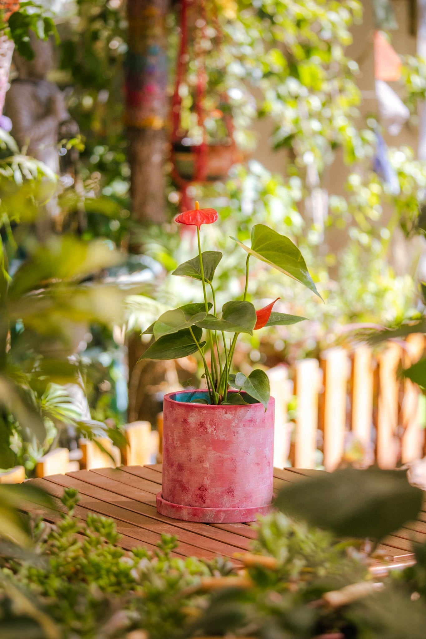 Anturio con flor (Anthurium Andreanum) - Imagen 5
