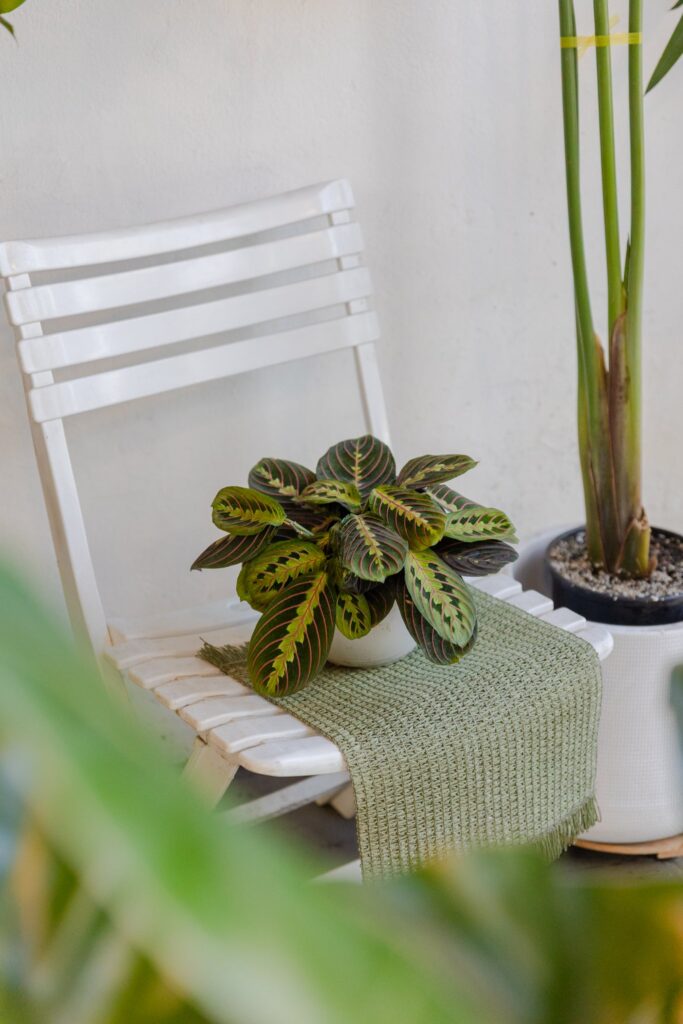 Maranta Leuconeura
