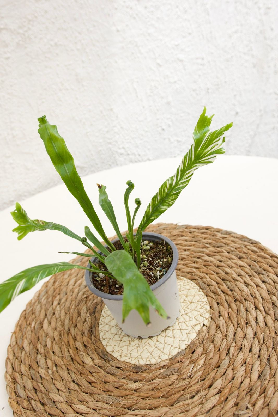 Asplenium Variegado - Imagen 2