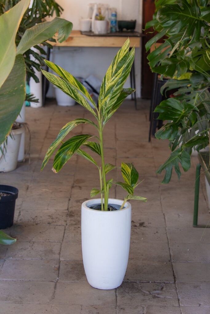 Alpinia Variegada