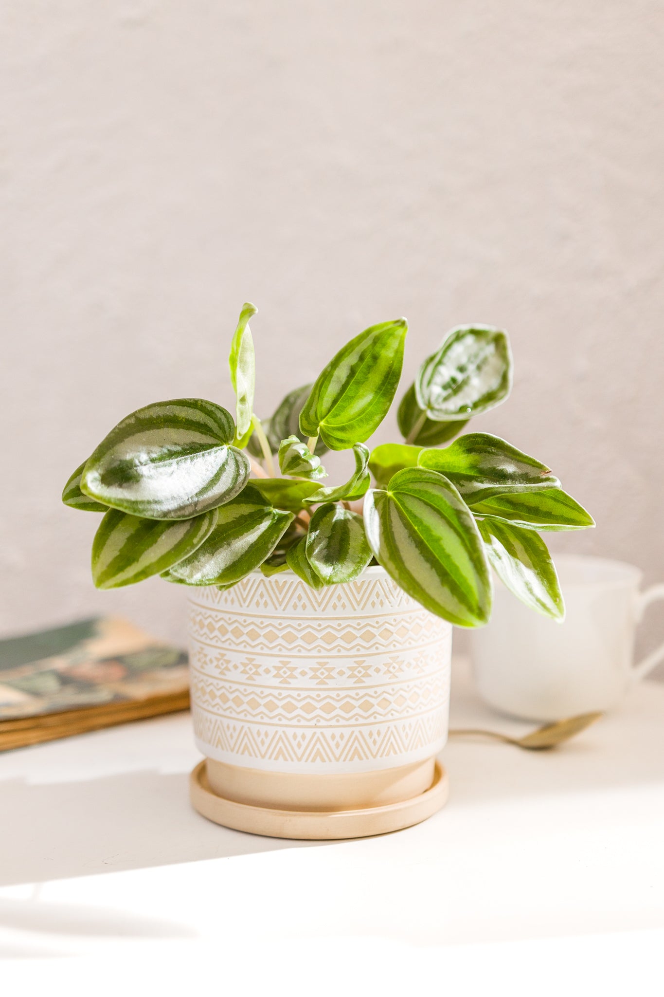 Peperomia Sandía - Imagen 2